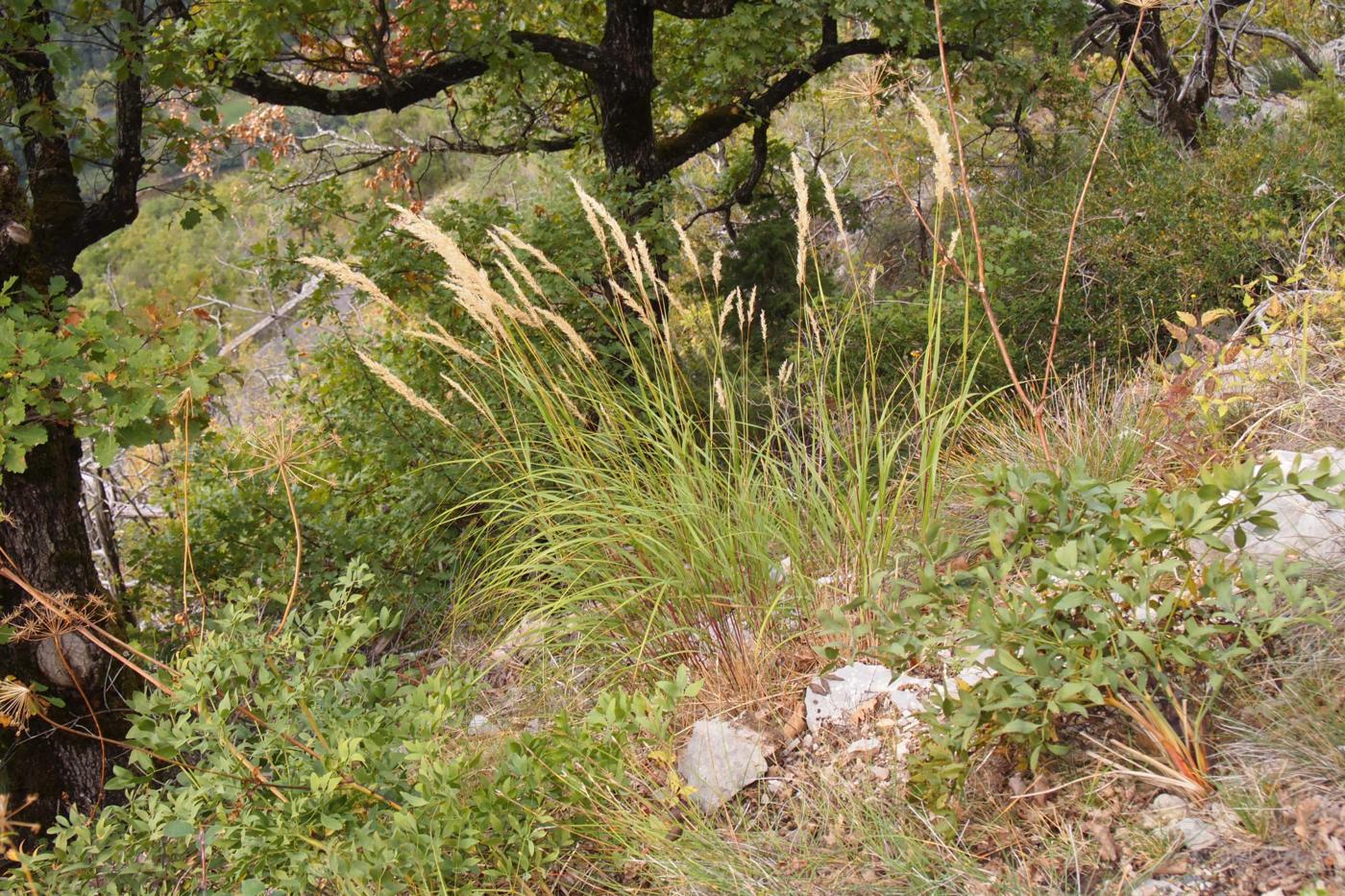 Silver Spear Grass plant